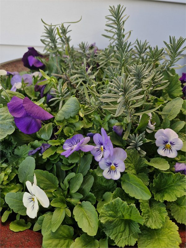 Flowers outside the BodyGood clinic entrance