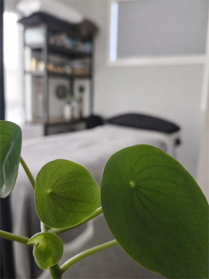 Plant detail inside the BodyGood clinic treatment room